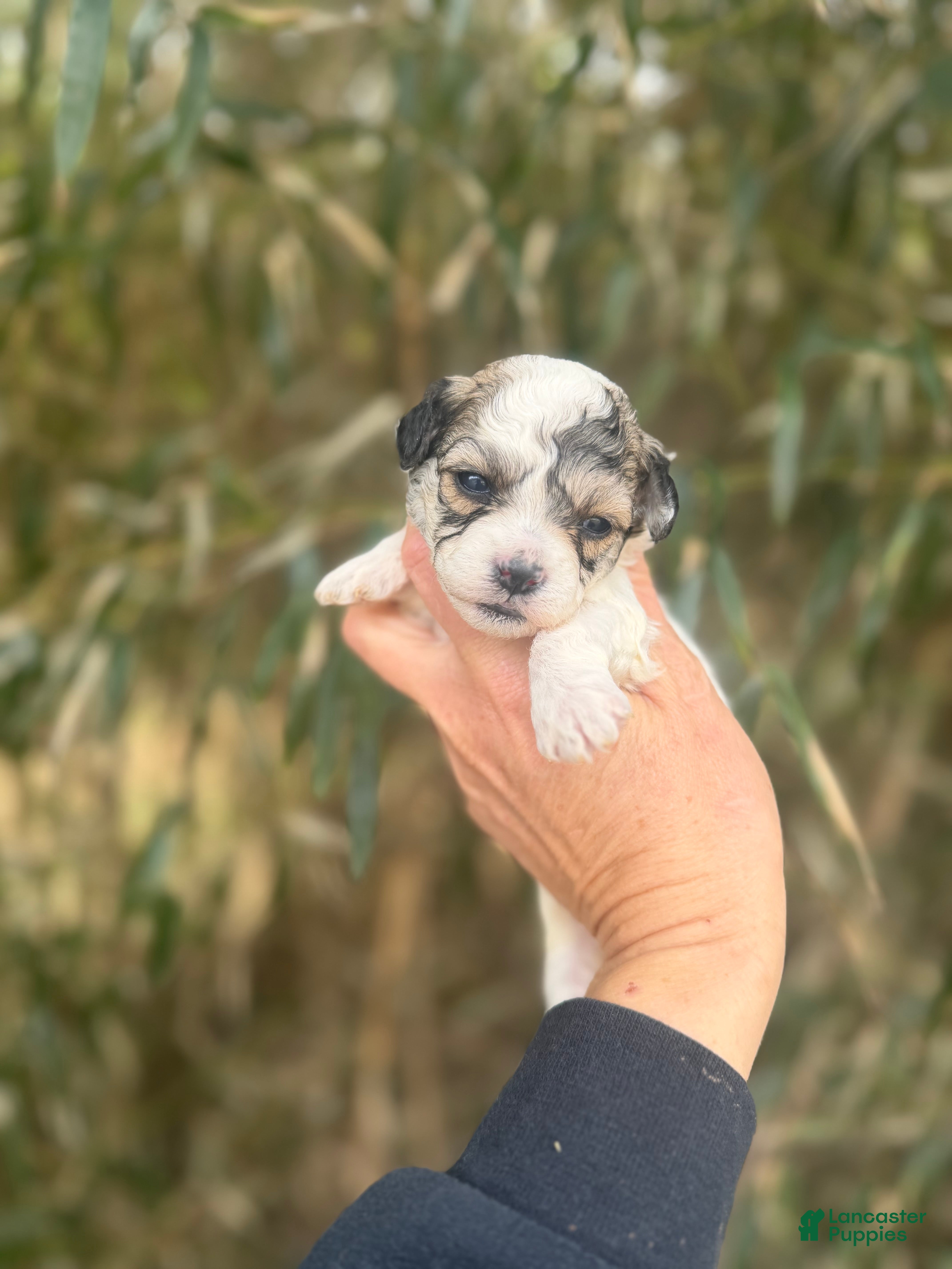 Bichpoo dogs Bichpoo Puppy 4 - Ad 38