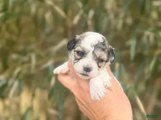 Bichpoo dogs Bichpoo Puppy 4 - Ad 38