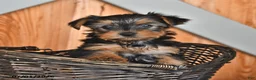 Yorkshire Terrier dogs for sale: Kimberly - Ad 3