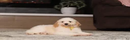 Miniature Poodle dogs for sale: Monty (AKC) - Ad 1