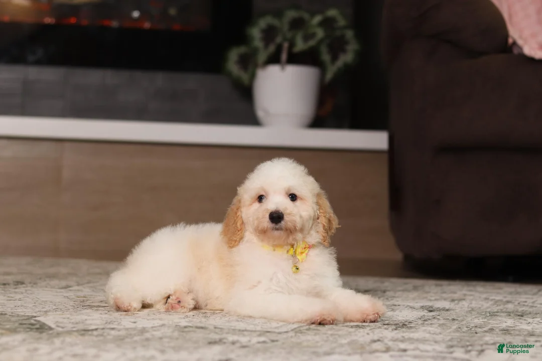 Miniature Poodle dogs for sale: Monty (AKC) - Ad 1