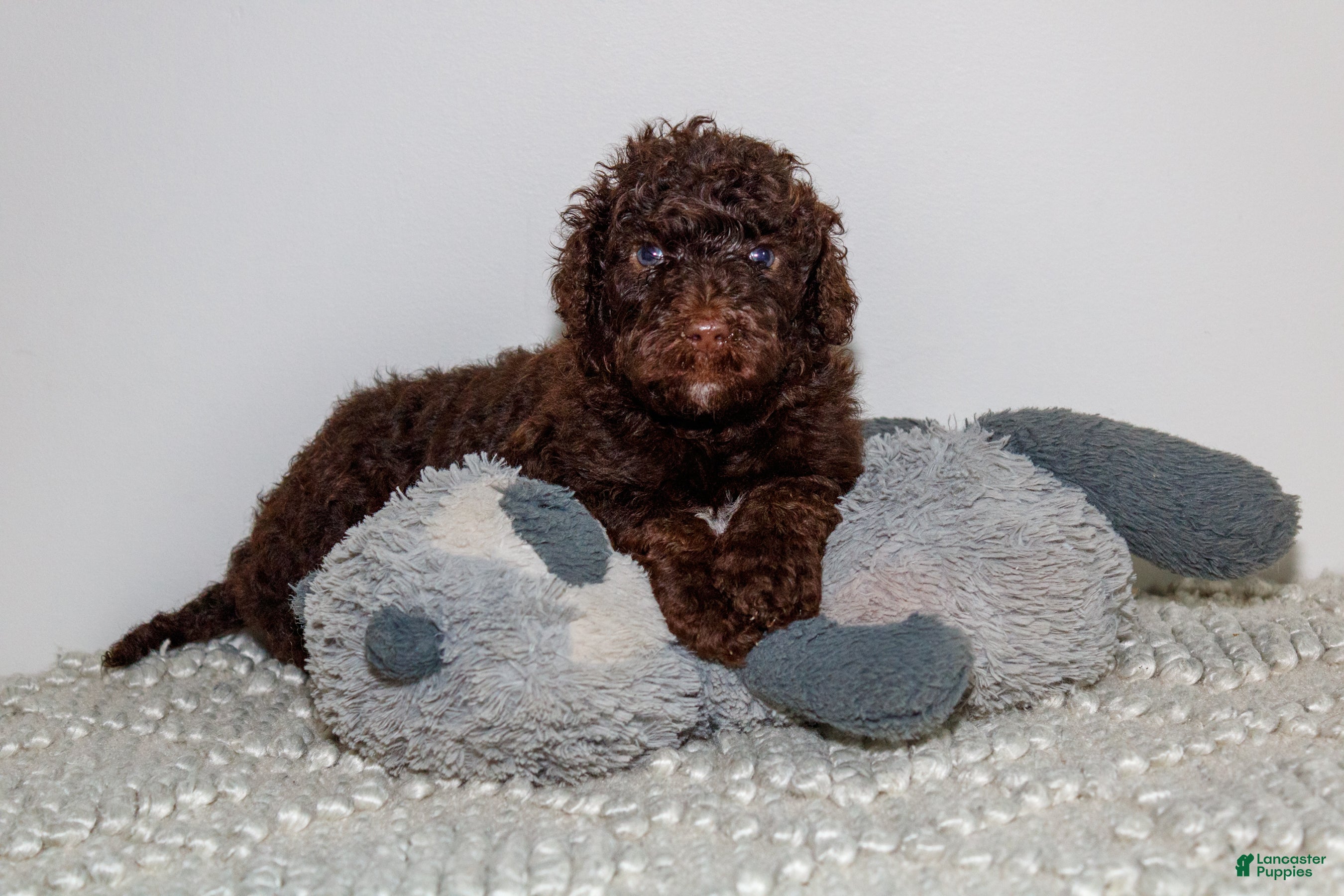 Labradoodle dogs Serena - Ad 35