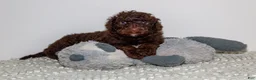 Labradoodle dogs for sale: Serena - Ad 1