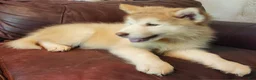Alaskan Malamute dogs for sale: Alaskan Malamute 4 - Ad 4