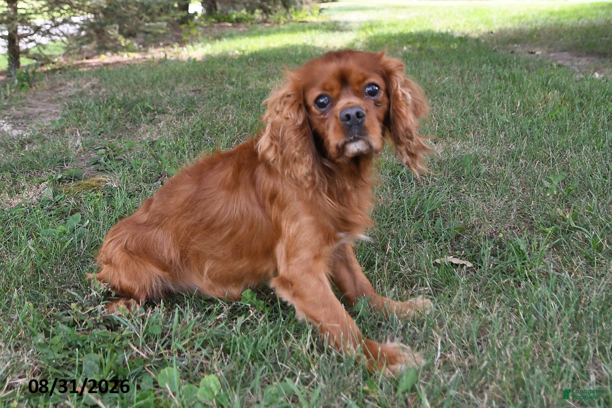 Cavalier King Charles Spaniel dogs Buster - Ad 2