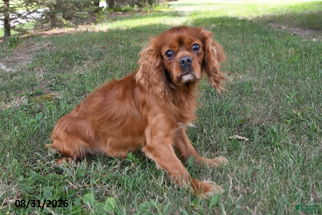 Cavalier King Charles Spaniel dogs for sale: Buster - Ad 2