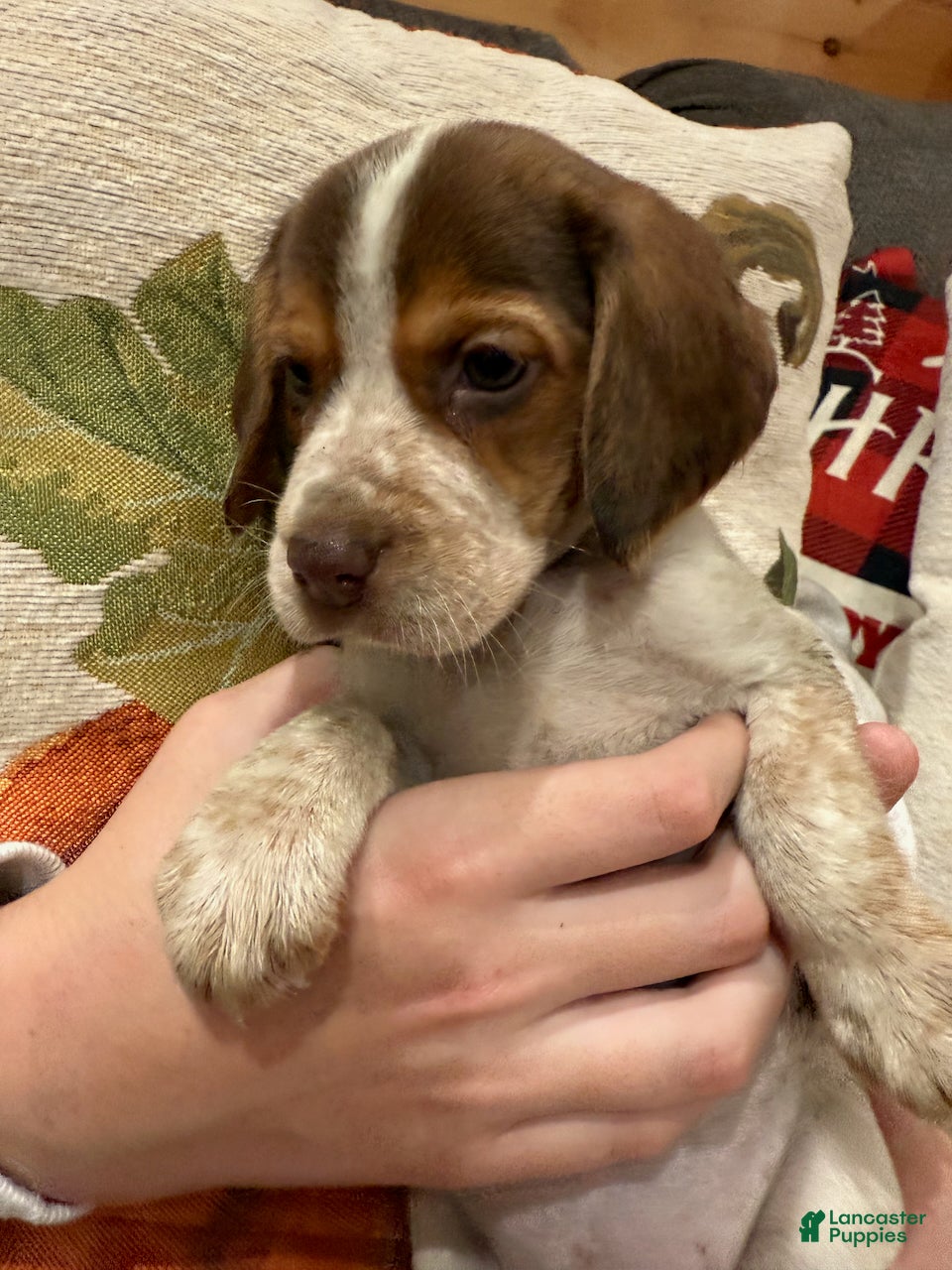 Beagle dogs Beagle Puppy 6 - Blitz - Ad 7