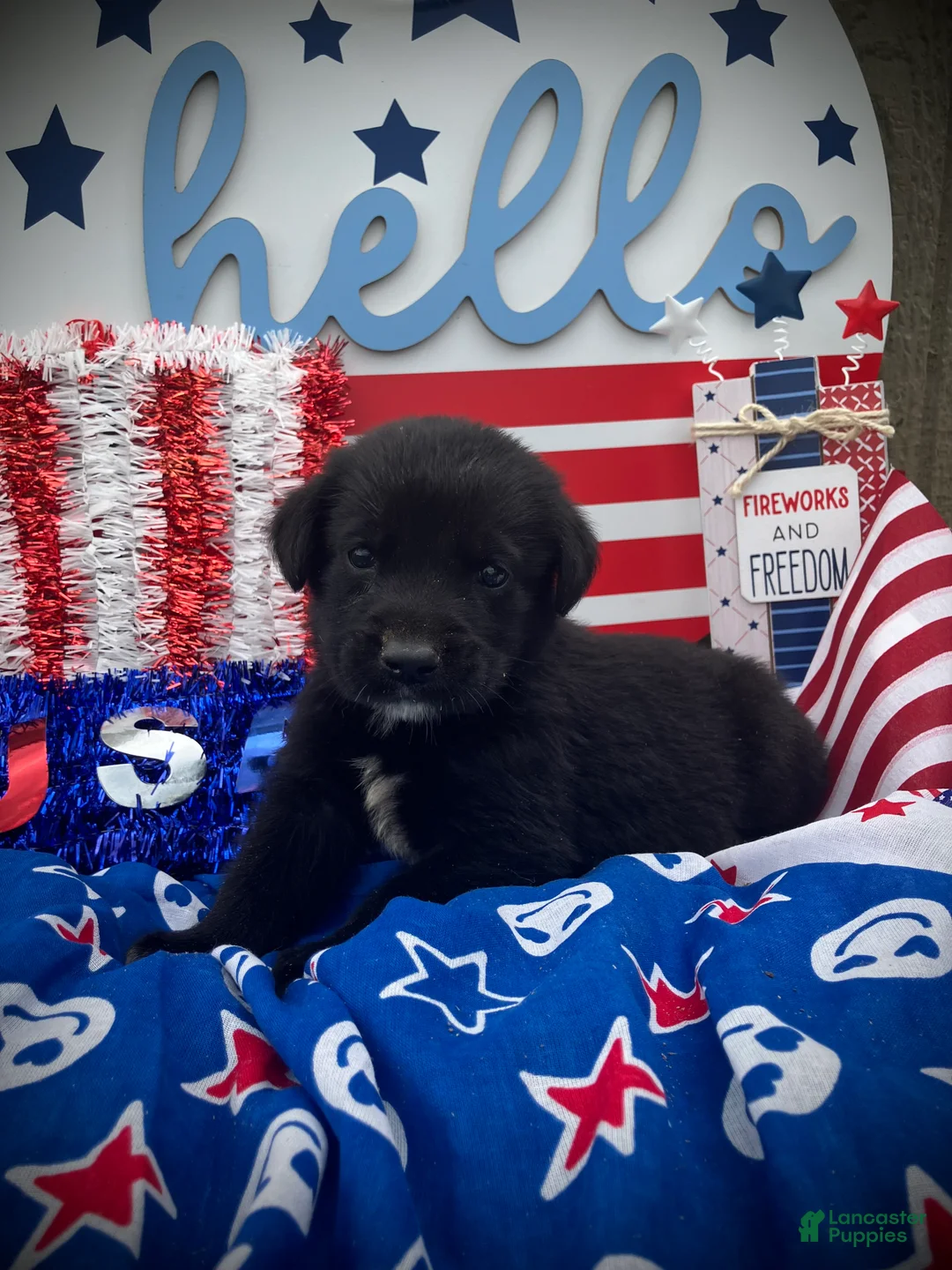 Mixed Breed dogs for sale: Hero  - Ad 1