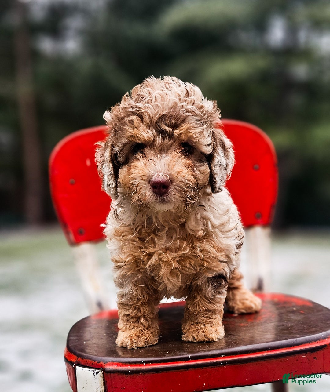 Miniature Poodle dogs for sale: Wilma - Ad 1