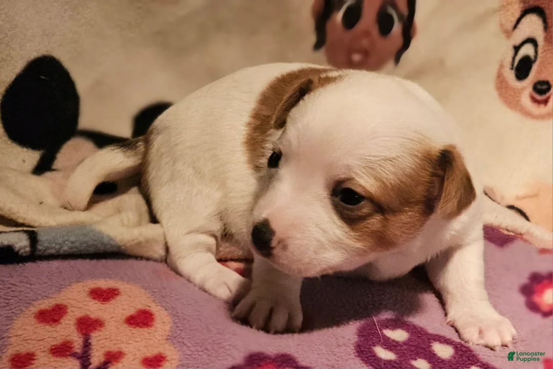 Chihuahua dogs for sale:  Flo - Ad 2