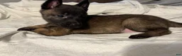 Belgian Malinois dogs for sale: Belgian Malinois 2 - Ad 5