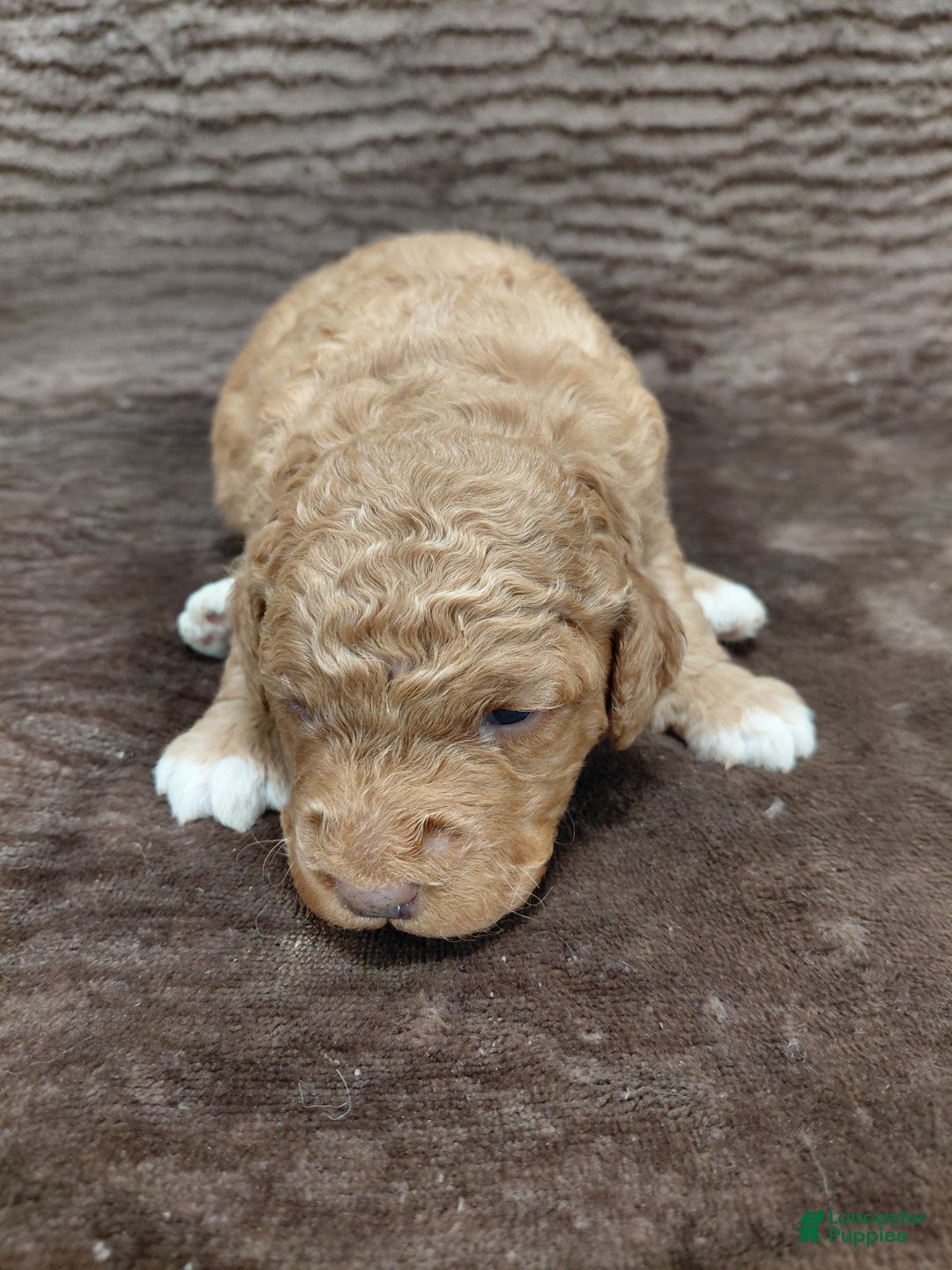 Mini Bernedoodle dogs for sale: Alex - Ad 1