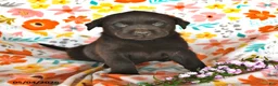 Labrador Retriever dogs for sale: Trixton - Ad 1
