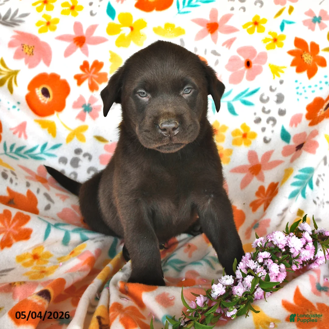 Labrador Retriever dogs for sale: Trixton - Ad 1