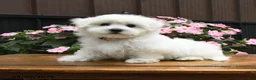 Maltese dogs for sale: Racer - Ad 5