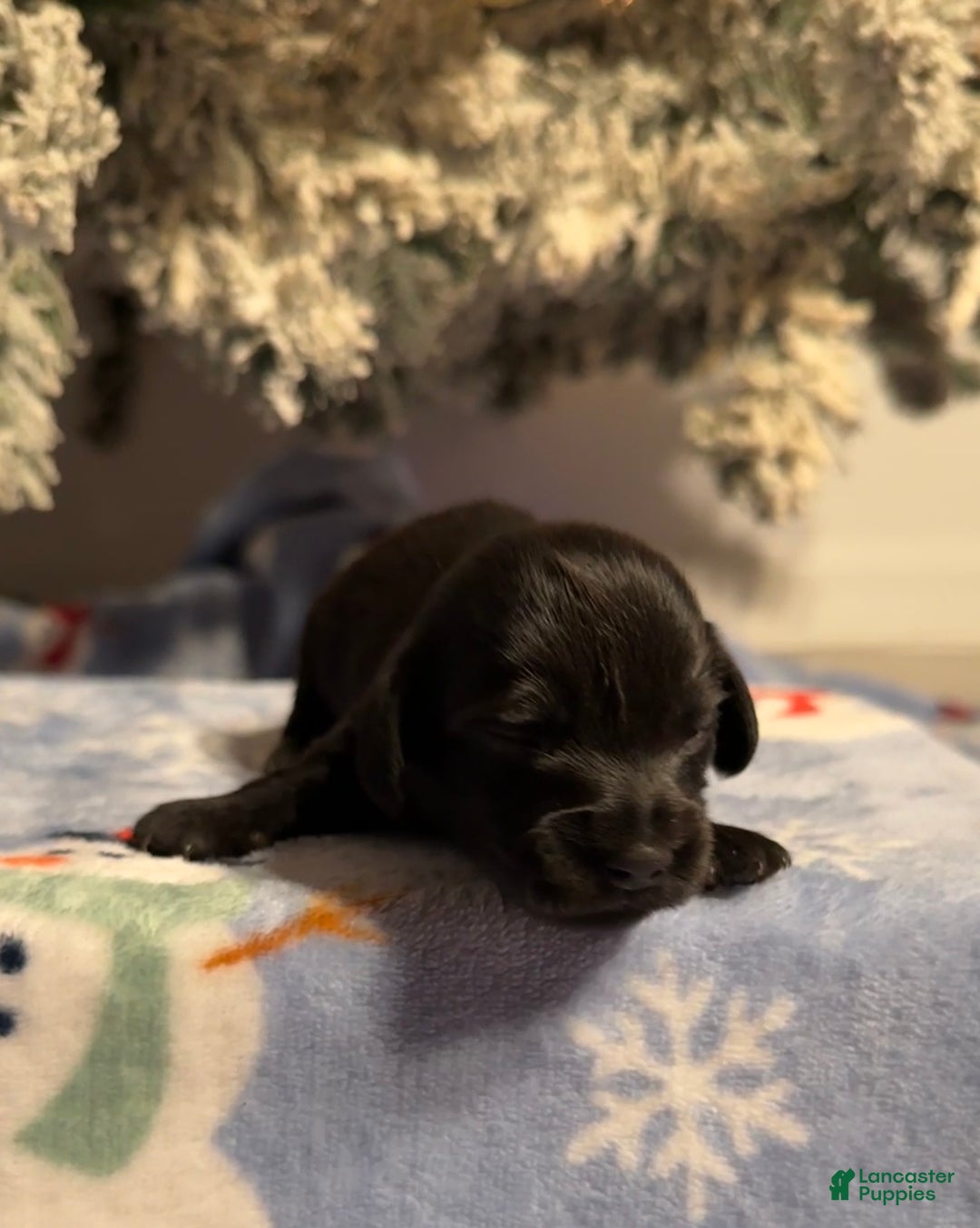 Miniature Dachshund dogs for sale: Dustin - Ad 6