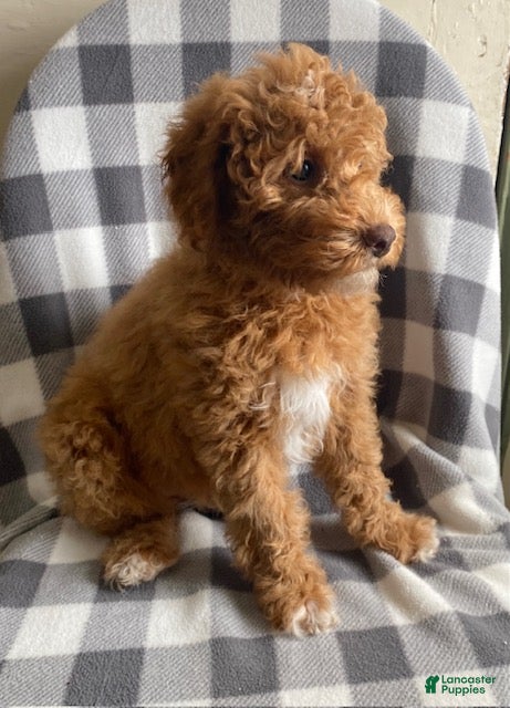 Miniature Poodle dogs Beauty-medium size - Ad 1