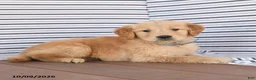 Golden Retriever dogs for sale: Jack  - Ad 3