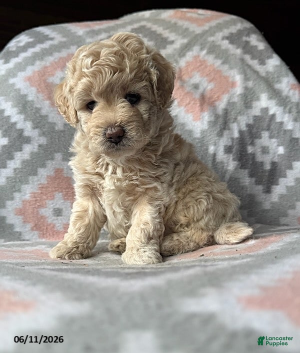 Eskipoo dogs Tommy - Ad 2