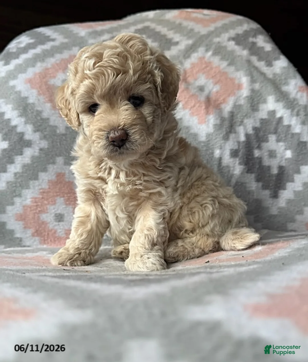 Eskipoo dogs for sale: Tommy - Ad 2