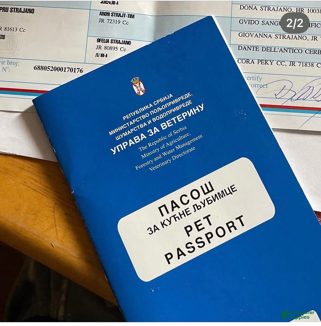 Cane Corso dogs for sale: Cane Corso Puppy 4 - Ad 5