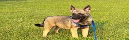 Norwegian Elkhound dogs for sale: Norwegian Elkhound 1 - Ad 3