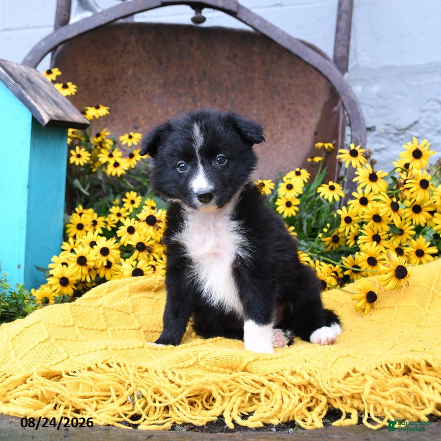 Border Collie dogs Beans - Ad 2