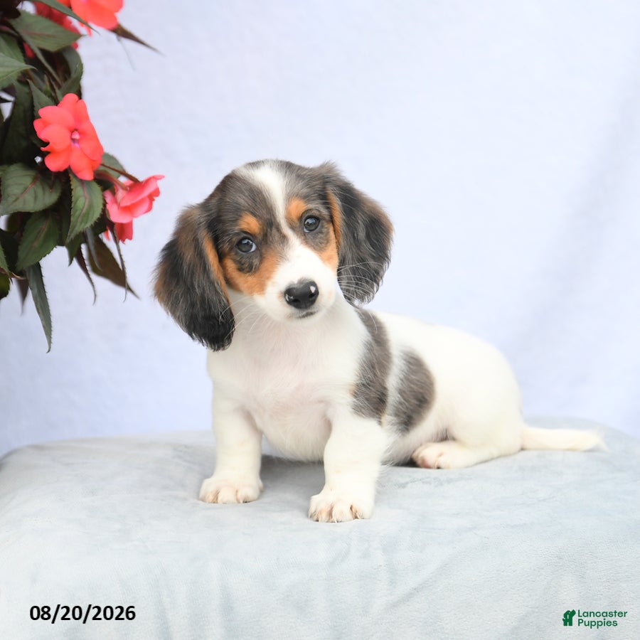 Miniature Dachshund dogs Hellen - Ad 1