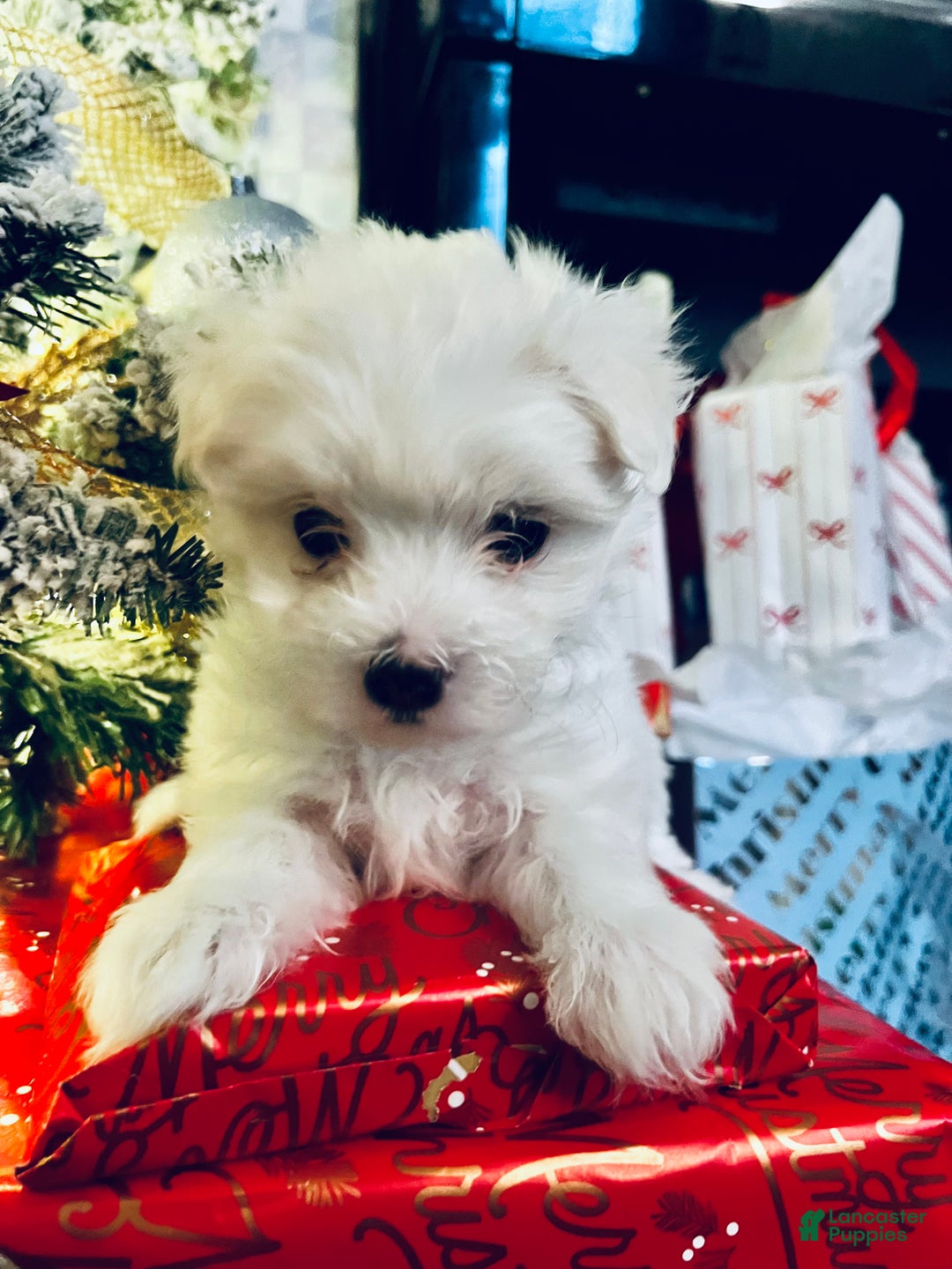 Maltese dogs for sale: Ribbons - Ad 3