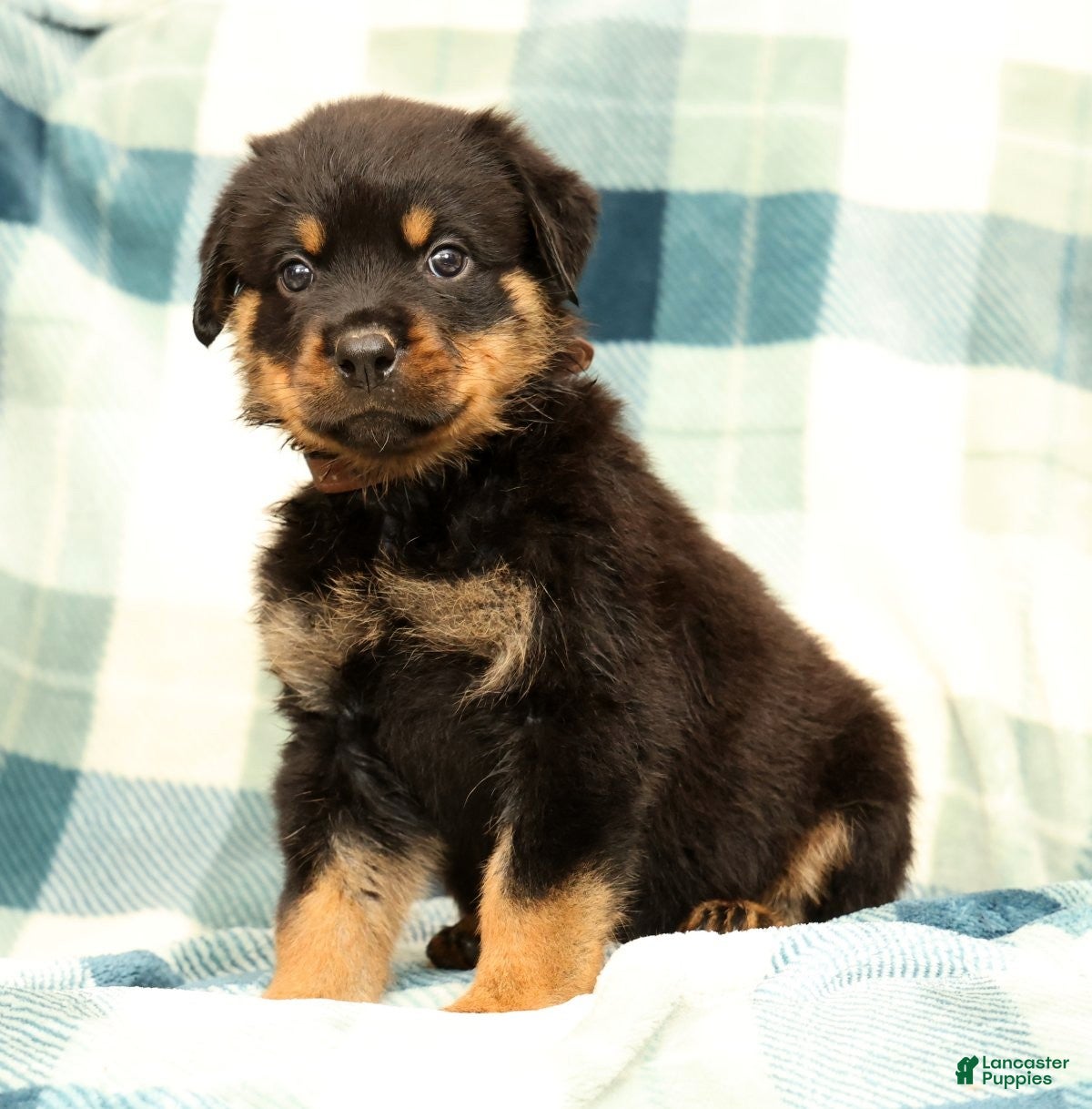 Rottweiler dogs Atlas - Ad 1
