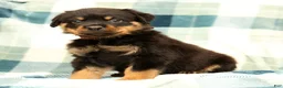 Rottweiler dogs for sale: Atlas - Ad 1