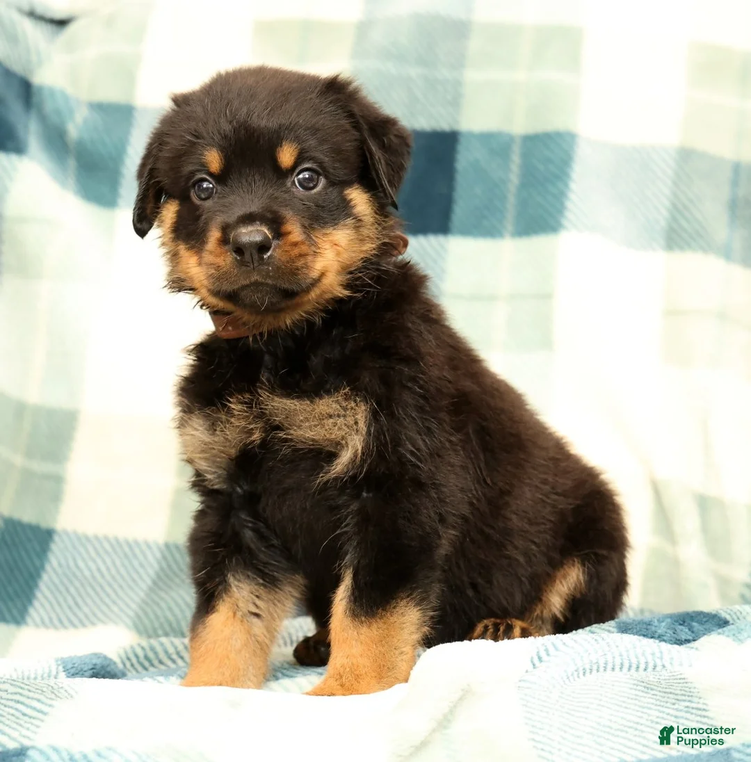 Rottweiler dogs for sale: Atlas - Ad 1