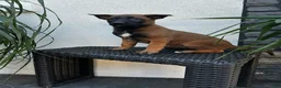 Belgian Malinois dogs for sale: Belgian Malinois Puppy Lucy - Ad 1