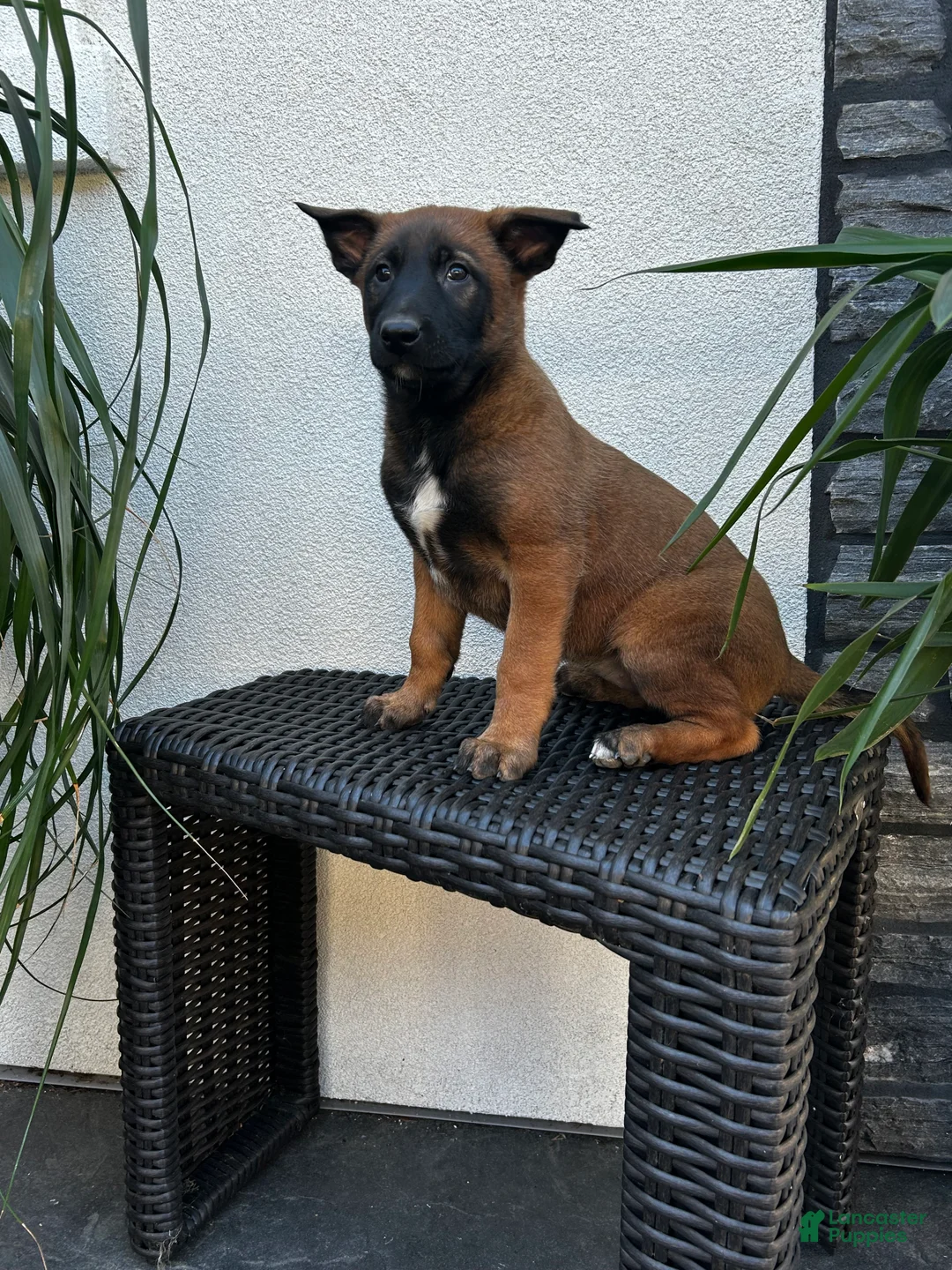 Belgian Malinois dogs for sale: Belgian Malinois Puppy Lucy - Ad 1