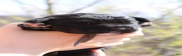 Newfoundland dogs for sale: Moth - Ad 6