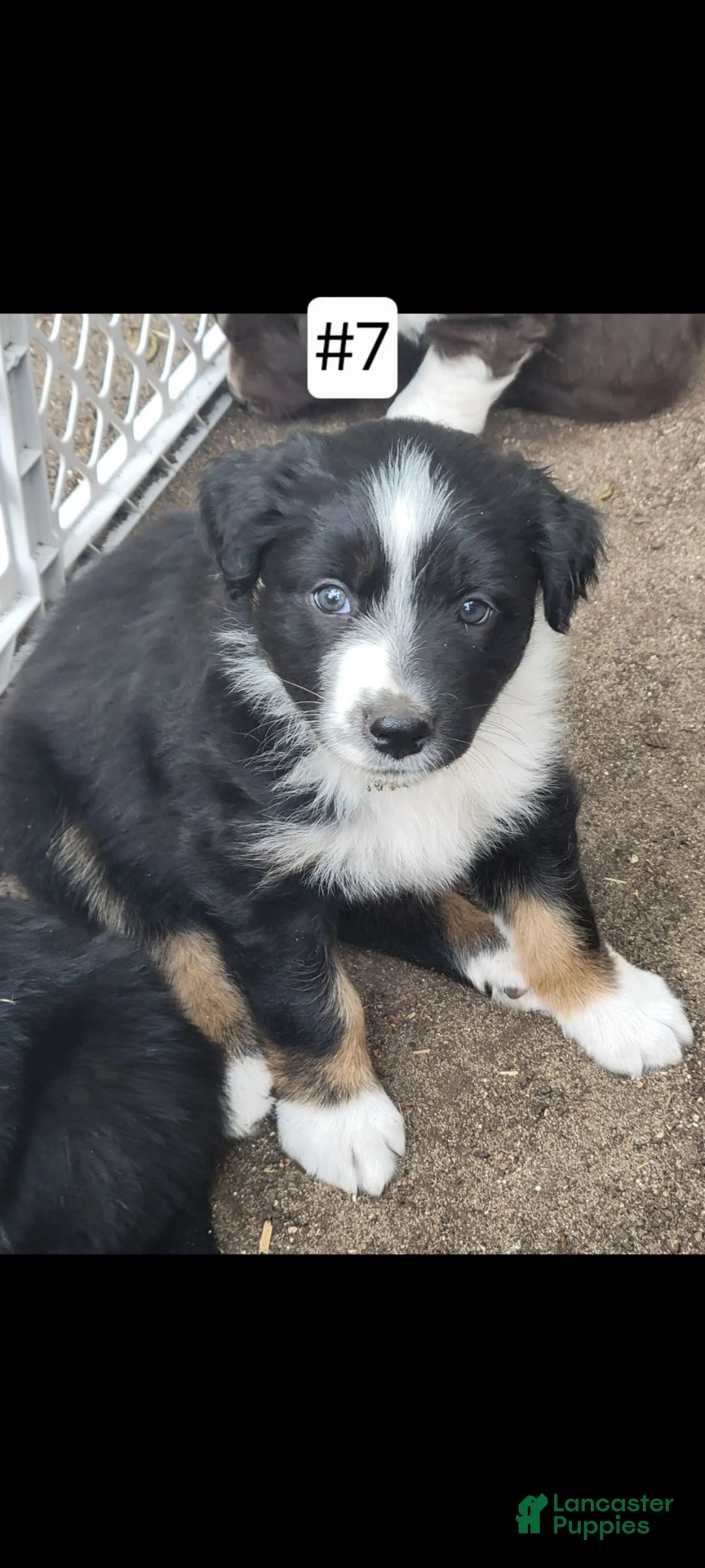 Australian Shepherd dogs for sale: Australian Shepherd 7 - Ad 1