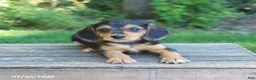Mixed Breed dogs for sale: Willow - Ad 3