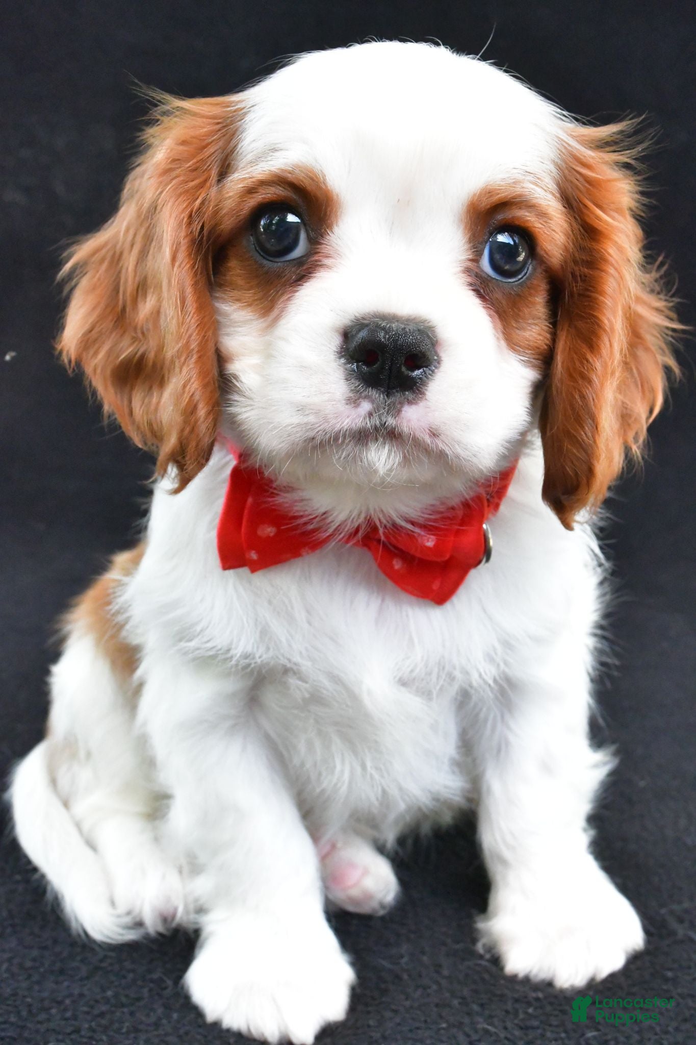 Cavalier King Charles Spaniel dogs Rascal - Ad 2