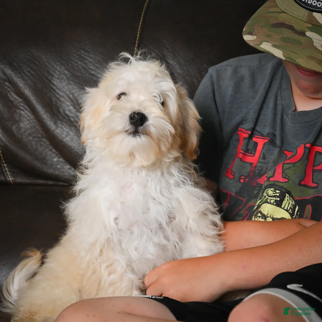 Maltipoo dogs for sale: Theodore - Ad 1