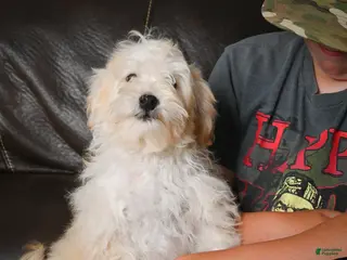 Maltipoo dogs for sale: Theodore - Ad 2