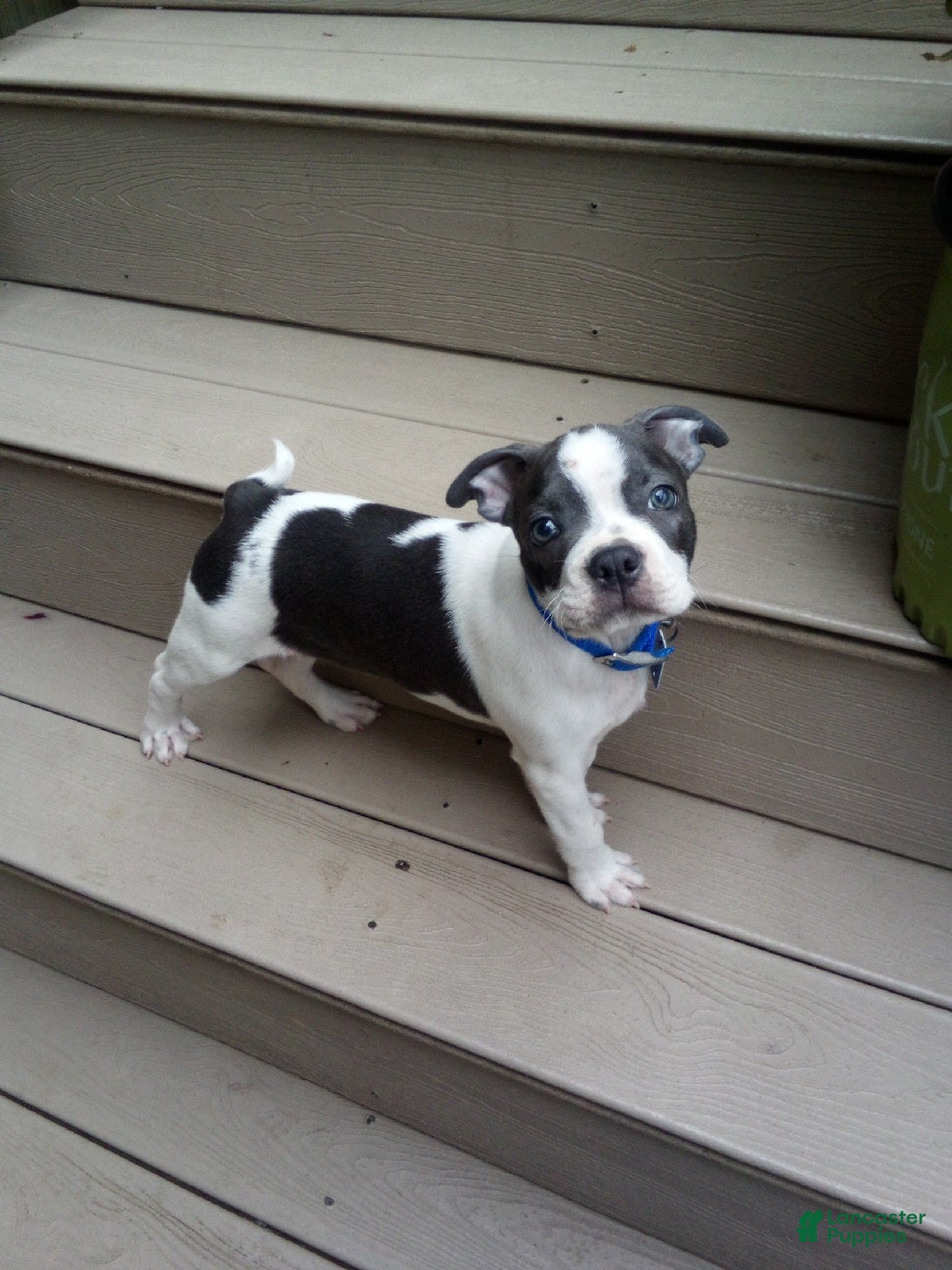Boston Terrier dogs Ronnie - Ad 1
