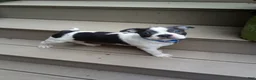 Boston Terrier dogs for sale: Ronnie - Ad 1