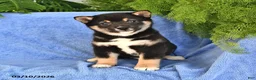 Shiba Inu dogs for sale: Dennis - Ad 1