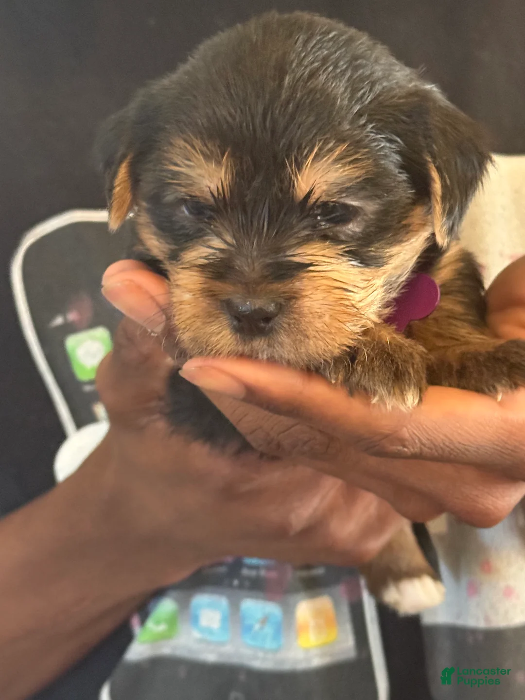 Yorkshire Terrier dogs for sale: Nara  - Ad 2