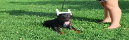 Doberman Pinscher dogs for sale: Doberman Pinscher 1 - Ad 18