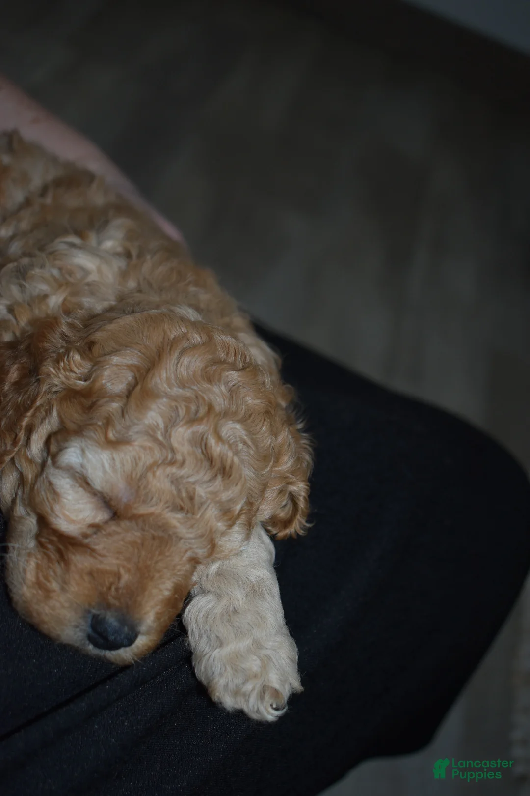 Mini Goldendoodle dogs for sale: River - Ad 6