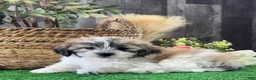Mixed Breed dogs for sale: Lucky  - Ad 1