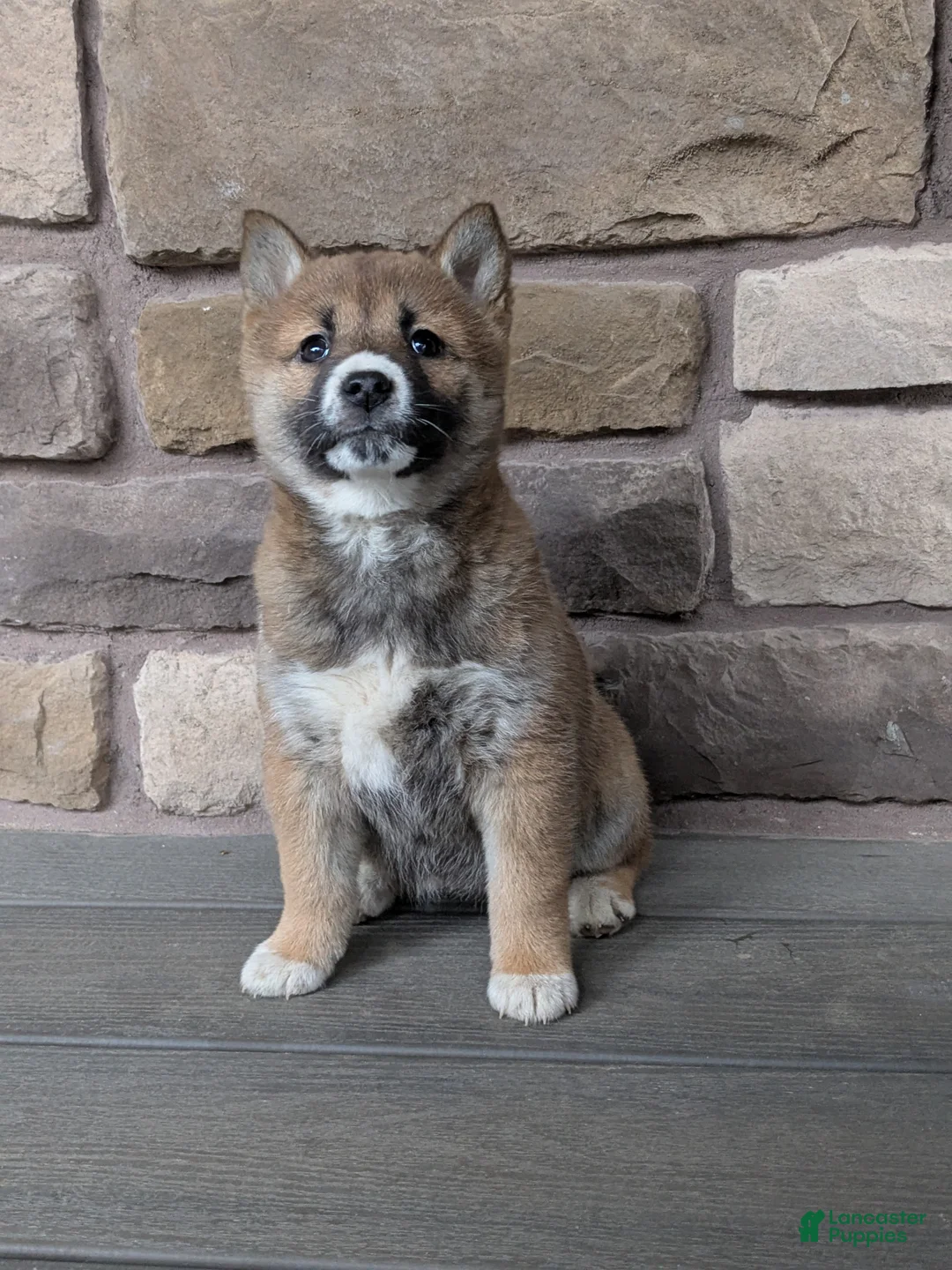 Shiba Inu dogs for sale: Shiba Inu Puppy 3 - Ad 2
