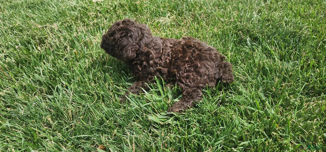 Mini Goldendoodle dogs for sale: Kane - Ad 2