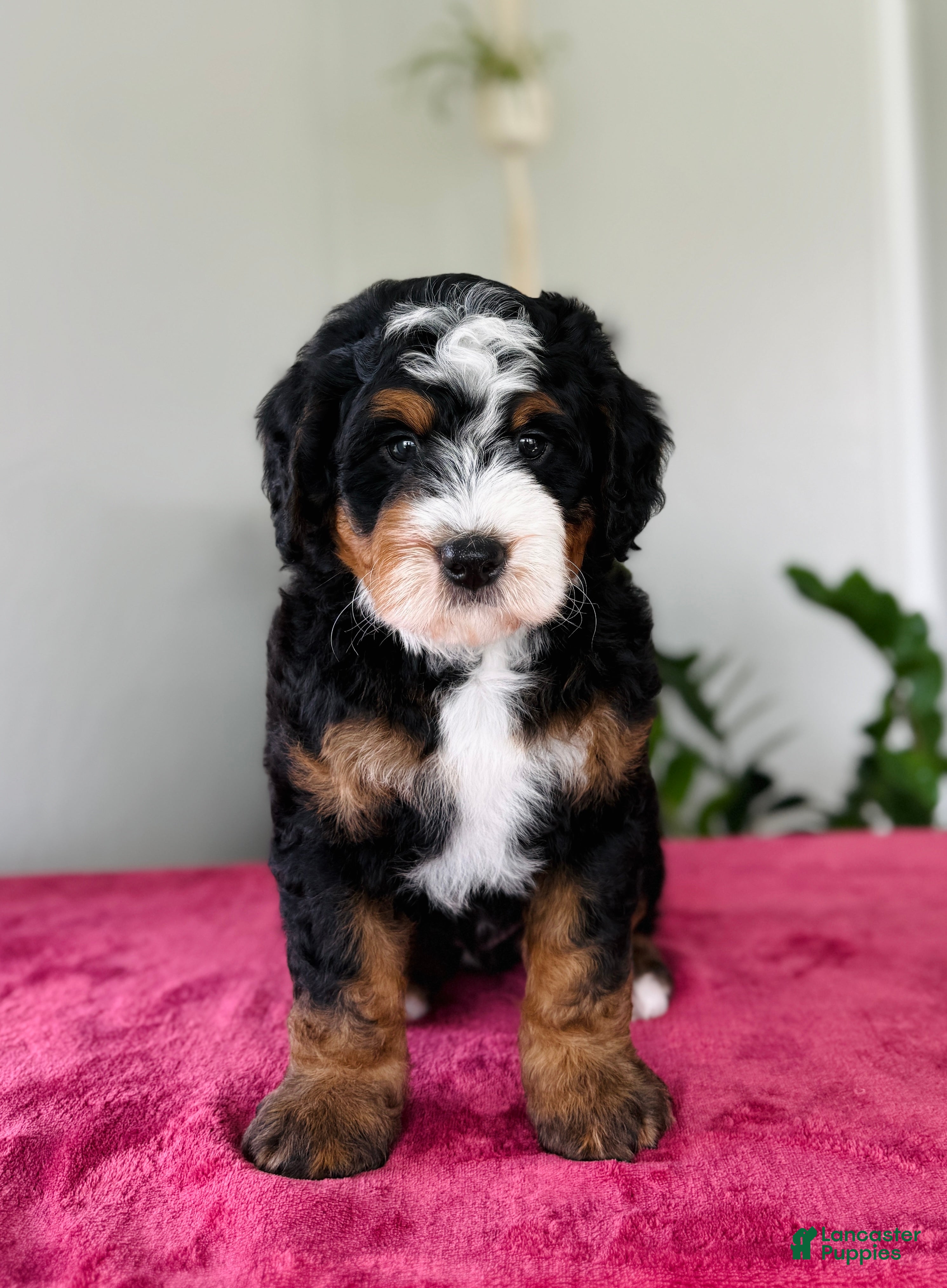 Mini Bernedoodle dogs Lake - Ad 2